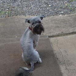 PUPPY COAT-rsz_rsz_dsc_1263.jpg