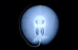 Stingray skeleton - photo-stingray-xray-110314-02.jpg