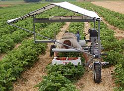 Strawberry harvester - GIF-600x441-lying_down.jpg