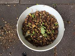 Tannic acid experiment-c970b44b-d26d-4550-b93a-dbcca8b824d1.jpg