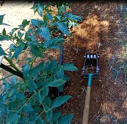 TOOL FOR REMOVING WEEDS NEAR VEGETABLE PLANTS-f1.jpg
