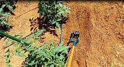 TOOL FOR REMOVING WEEDS NEAR VEGETABLE PLANTS-f2.jpg