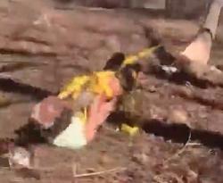 Tree felling strap accident - GIF-13-tenths.jpg