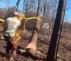 Tree felling strap accident - GIF-6-tenths-second-later.jpg