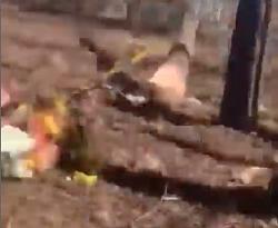 Tree felling strap accident - GIF-9-tenths-later.jpg