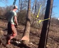 Tree felling strap accident - GIF-break.jpg