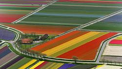 Tulip bulb planter - GIF-aerial_view_of_tulip_flower_fields_the_netherlands.jpg