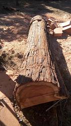 Unnecessary waste-2019-06-08-our-tree-4.jpg