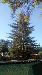 Click image for larger version.&nbsp;

Name:	Tree.jpg&nbsp;
Views:	240&nbsp;
Size:	284.1 KB&nbsp;
ID:	29985