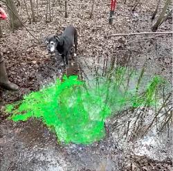 Water fountain with leak detection dye - GIF-dye-drain-water.jpg