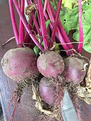 Click image for larger version.&nbsp;

Name:	Beets.jpg&nbsp;
Views:	579&nbsp;
Size:	177.6 KB&nbsp;
ID:	21659