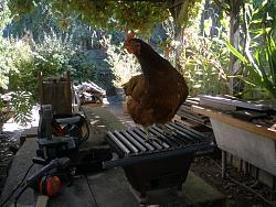 wood stove log grate-2011-09-27_chicken_on_bbq.jpg