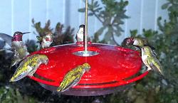 Wooden hummingbird model - GIF-p1000371.jpg