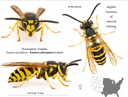 Click image for larger version.&nbsp;

Name:	Eastern Yellow Jacket.png&nbsp;
Views:	407&nbsp;
Size:	186.2 KB&nbsp;
ID:	31268