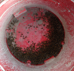 Click image for larger version.&nbsp;

Name:	wasp bodies.png&nbsp;
Views:	343&nbsp;
Size:	666.9 KB&nbsp;
ID:	31266