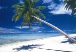 Castaway's Avatar