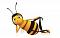 cyme's Avatar