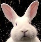 Little Rabbit's Avatar
