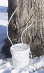 Maple Tapping System